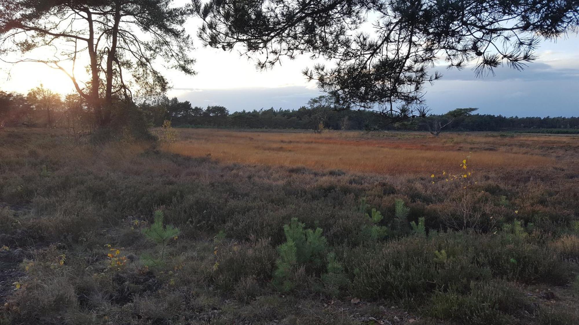 Dennenhuis Vaassen Exteriör bild